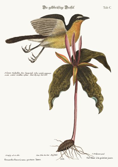The Yellow Breasted Chat, 1749-73 by Mark Catesby